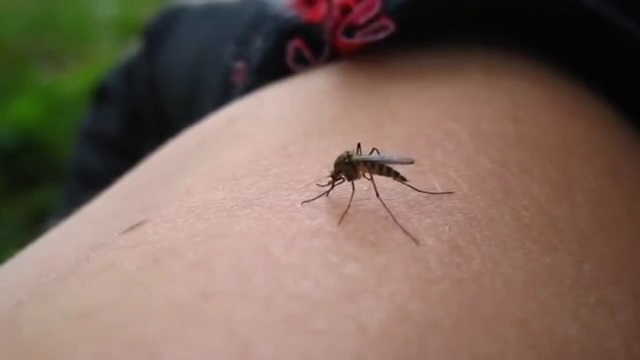 ISHP  javën e fundit 13 të prekur nga ethet e Nilit