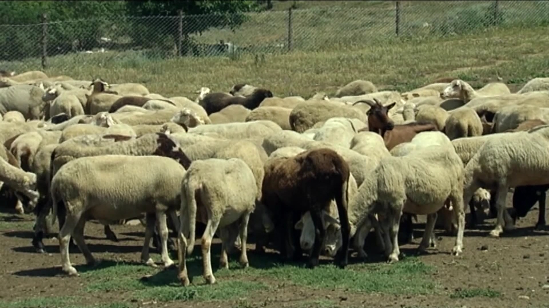 Blektorët  gjendja alarmante me linë e dhenve